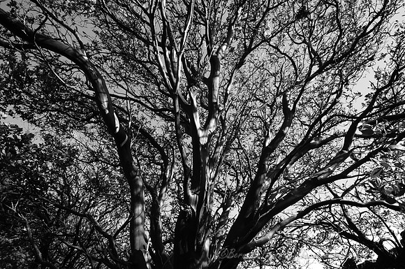 D300_32089