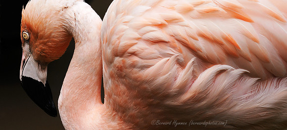 D300_98119