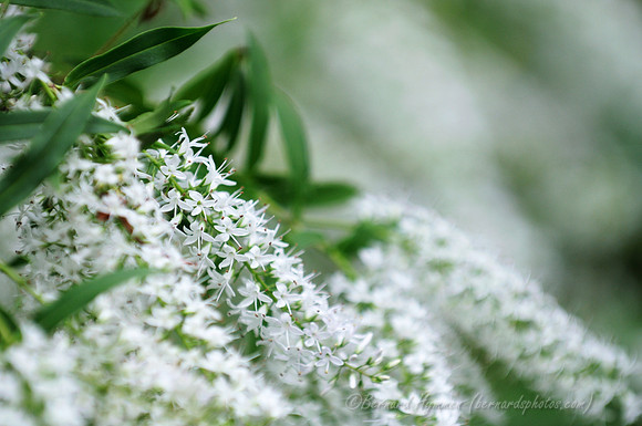 D300_98299