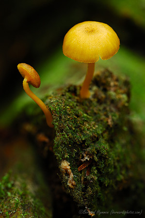 Mushrooms4-(D70_12385)