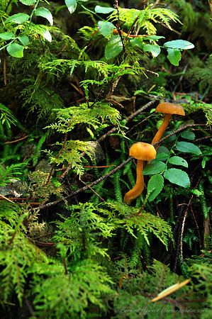 D300_57133