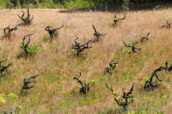 D300_32072