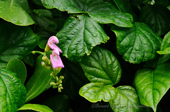 D300_125988