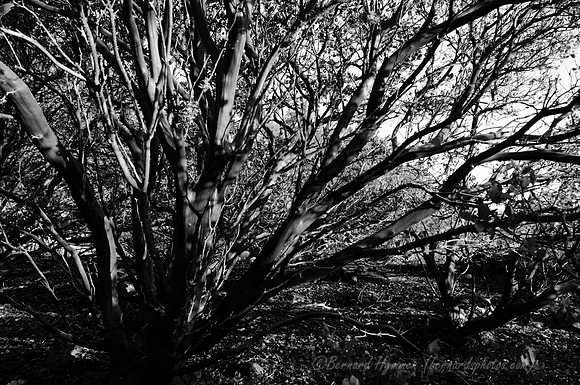D300_32125