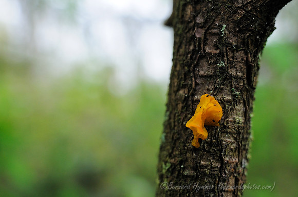 D300_62421