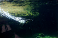 Woodland Park Zoo
