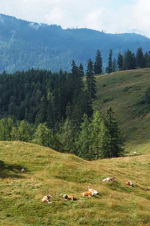 D70_18454