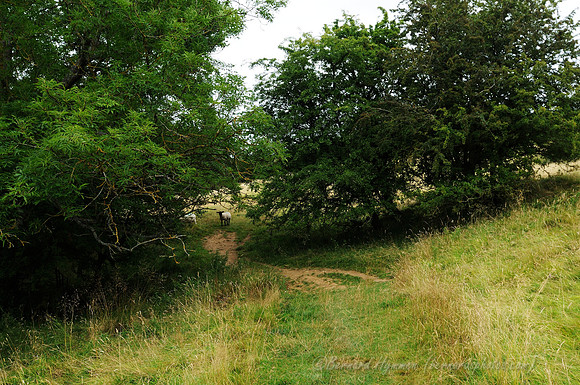 D300_99318