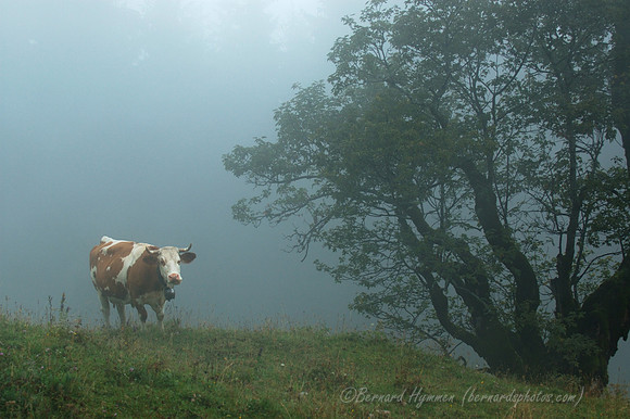D70_18374
