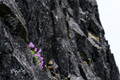 D300_96247