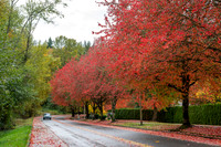 Fall in Kirkland