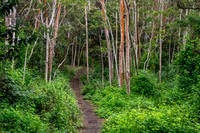 Honaua'ula Forest Reserve