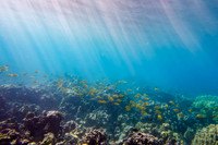 Yellow Tangs