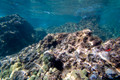 SL3_191464