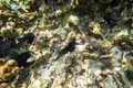SL3_191668