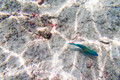 SL3_191680