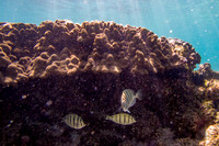 Kahalu'u