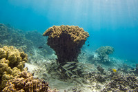 Honaunau