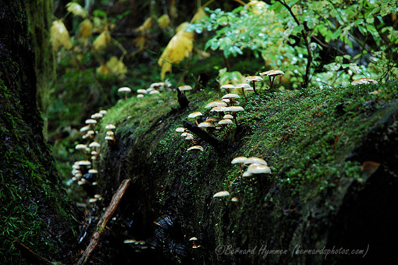 D70_076122004-10-09_01