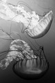 D300_64618
