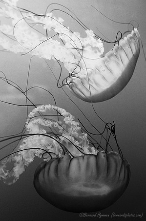 D300_64618