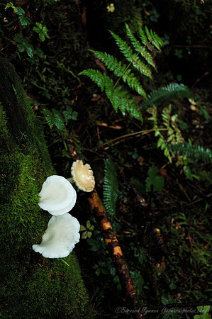 D70_076372004-10-09_01