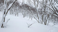 PXL_20260203_011521876.MP