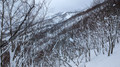 PXL_20260203_045834725.MP