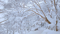 Tazawako