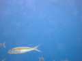 SD800_58190