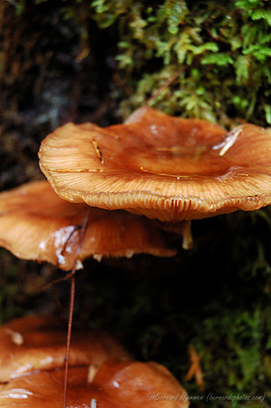 D70_076262004-10-09_01