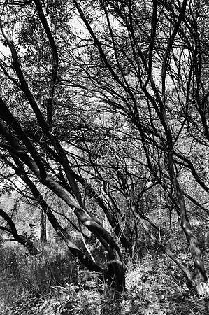D300_32045