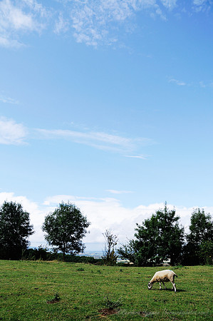 D300_99435