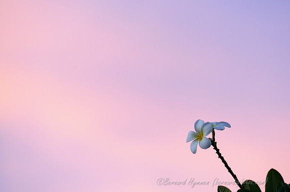 D300_58163