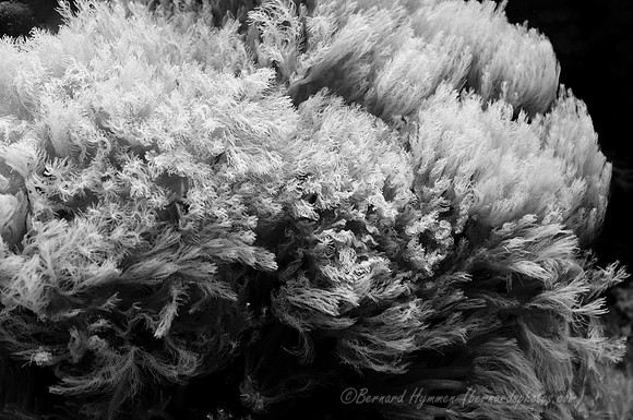 D300_64714