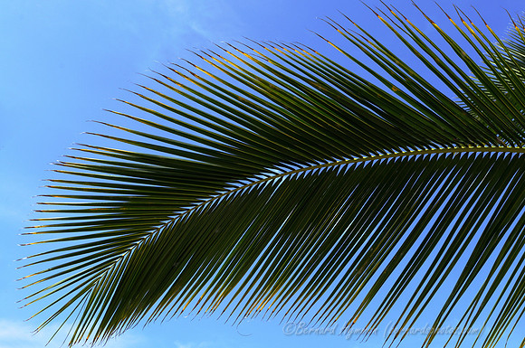D300_92306