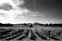 Calistoga