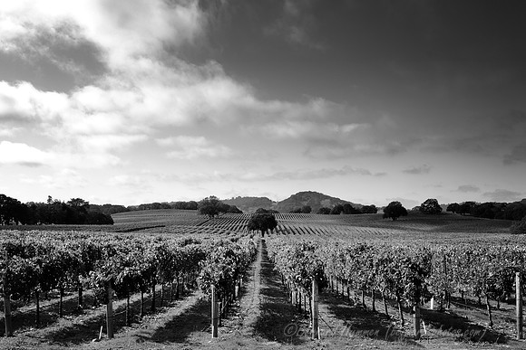 Welcome to the Alexander Valley #4
