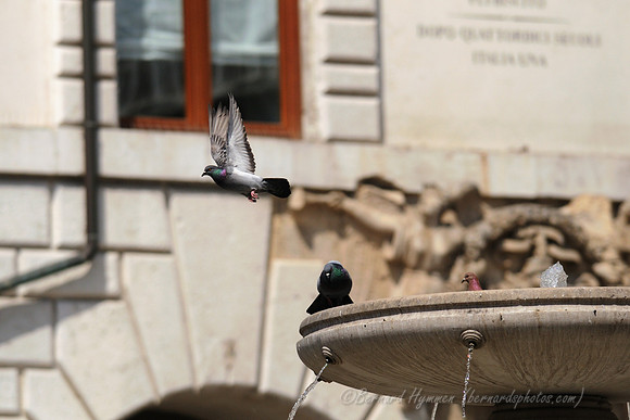 D300_47491.jpg