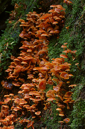 Land_of_1000_Mushrooms-(D70_12337)