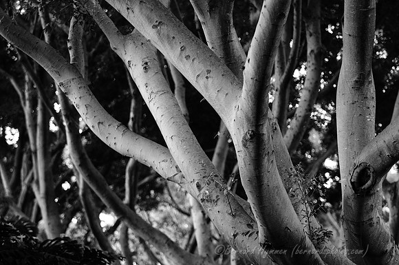 D300_57856
