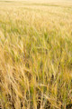 D300_99747