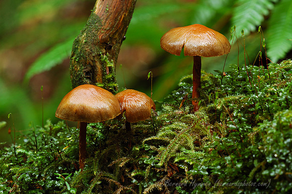 Mushrooms2-(D70_12310)