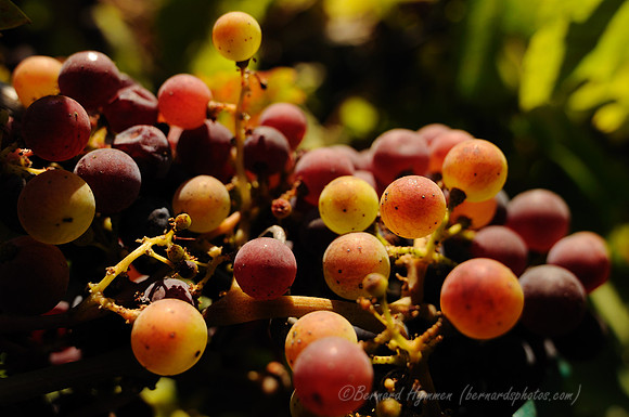 D300_56494