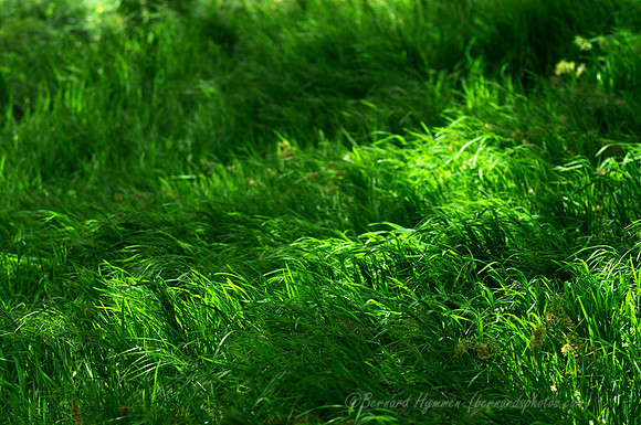 D300_96260
