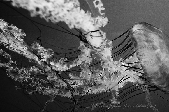 D300_64624