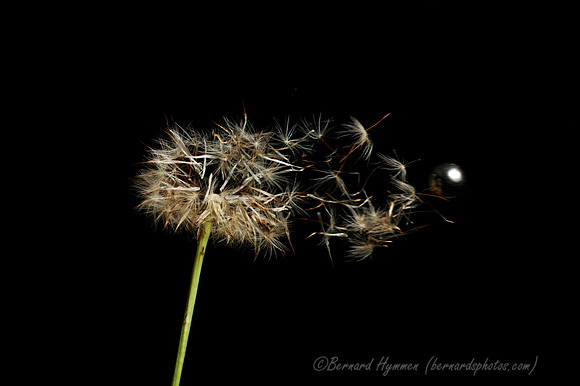 D70_22835