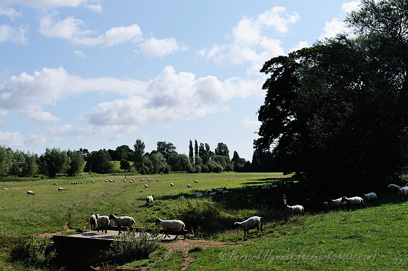 D300_99595