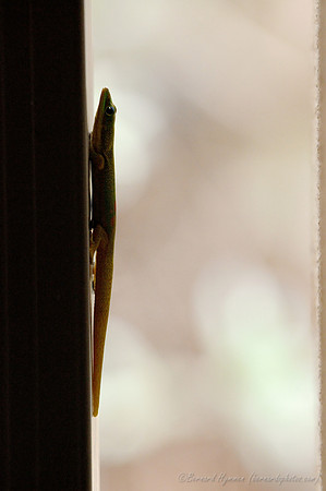 D300_92095