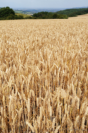 D300_99037
